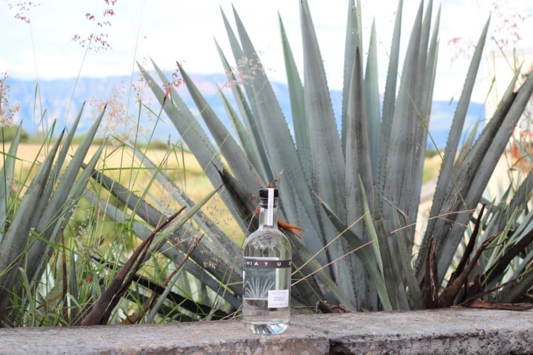 Hiatus Tequila Offers Three Unapparelled Tequilas